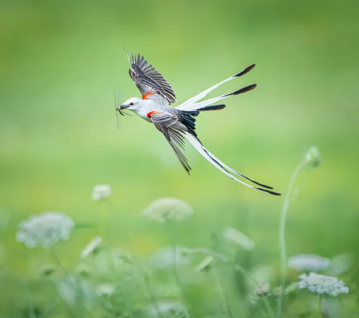 Li, Alex: Scherenschwanz-Fliegenschnäpper mit einer Libelle