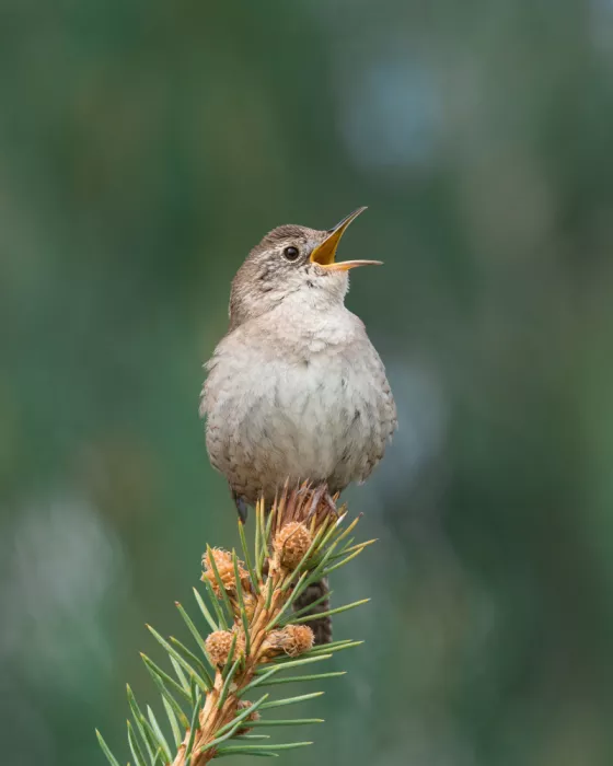 Cui, yang Xiang: Vogel