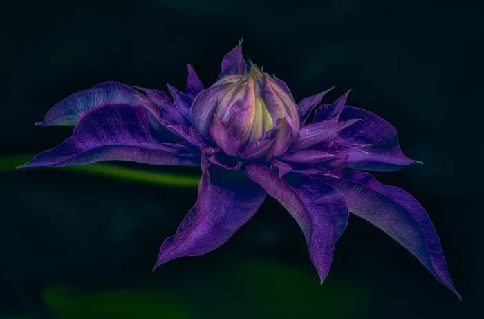 Ben.C.L: Clematis Blu Multiplo all