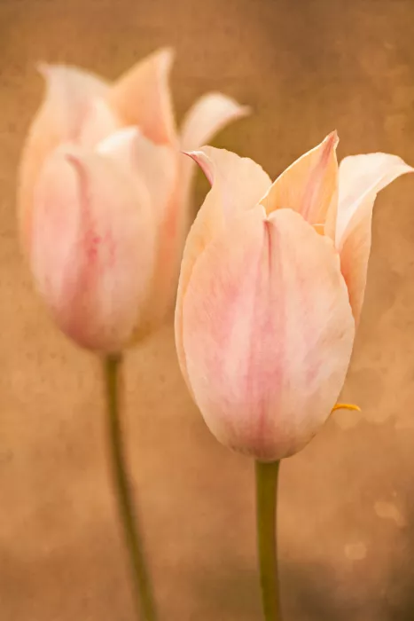 Cui, yang Xiang: Blumen