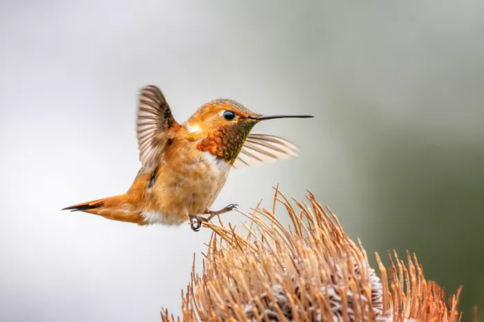 Lipinghu: Rotkehl-Kolibri zum Abheben bereit