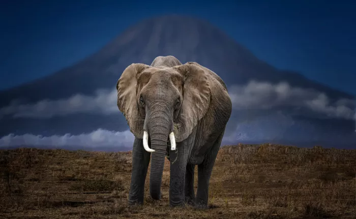 Zeng, Jiahong: Kilimanjaro e Elefante 4723