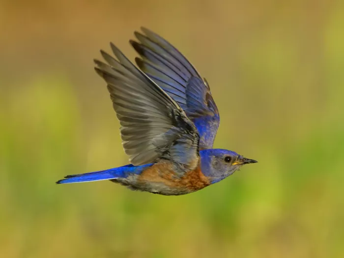 Wang, Moses: Western bluebird