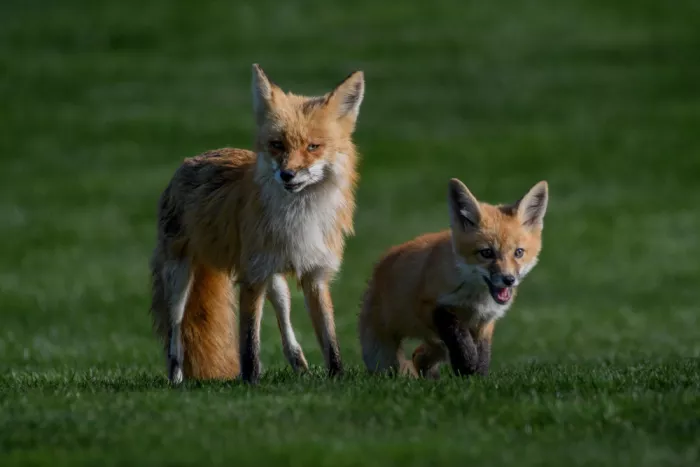 Li, Z. Michael: Une mère renard et son petit