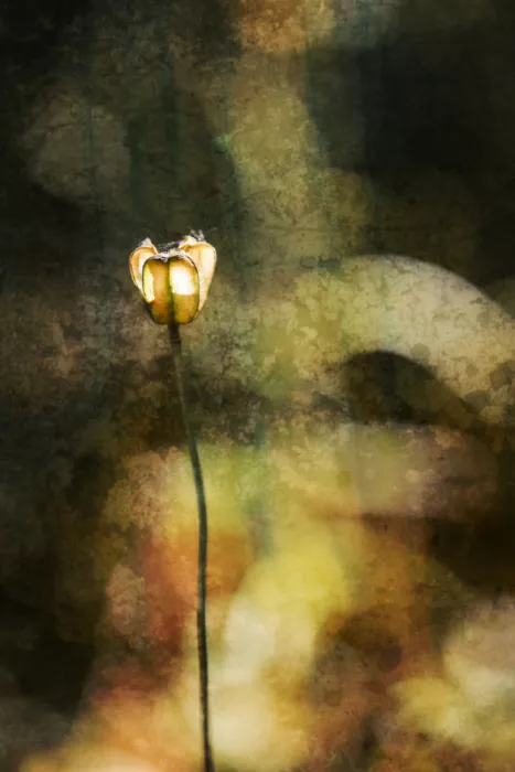 Cui, yang Xiang: Licht