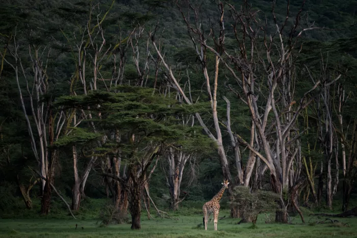 Ruoppolo, Luigi: Una giovane giraffa e gli alberi morti