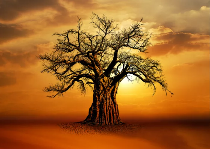Kaminski, Carlo: Baobab africain au coucher de soleil