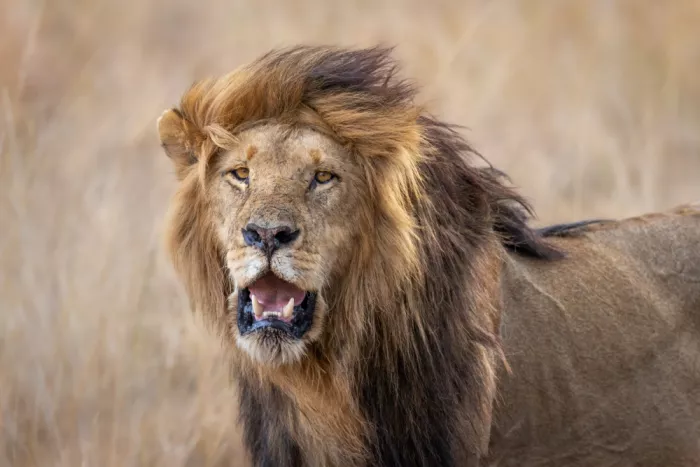 Strom, Mark: Re della Savana