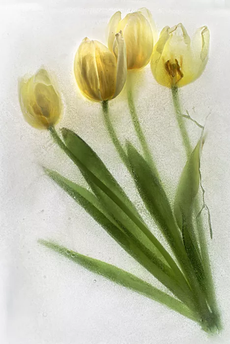 Losada, Secundino: Tulipano congelato in alta chiave
