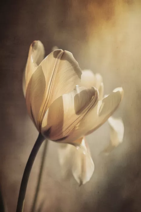 Treechild: Fiore Etereo