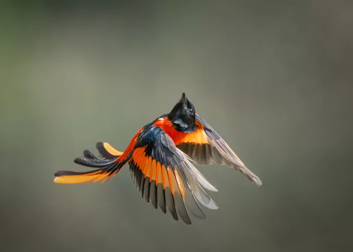 Li, Alex: Scharlachroter Minivet