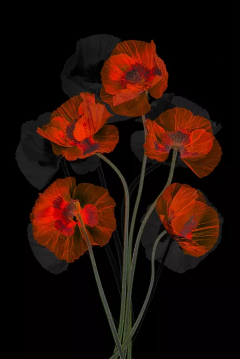 Jacobs, Lydia: Anmutiger roter Mohn