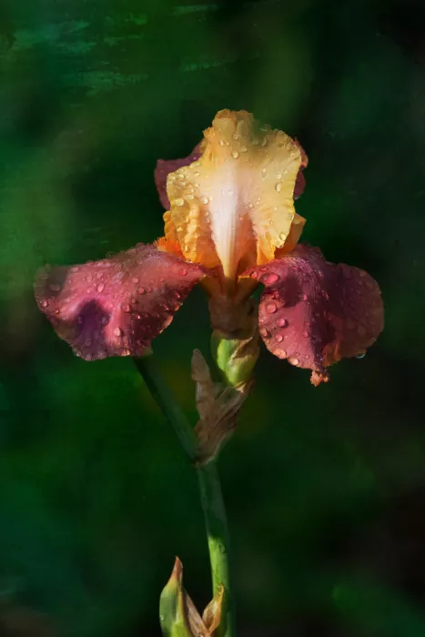 Cui, yang Xiang: Blume