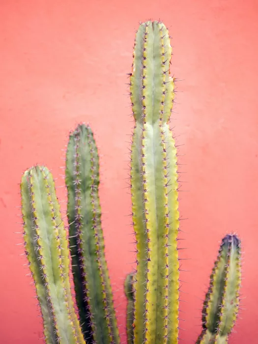 Zwart, Raisa: Joli cactus rose Marrakech