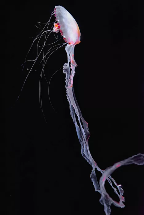 hiro: Medusa erguida