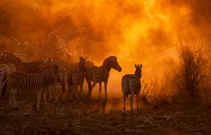 W, Joanna: Mandria di zebre al tramonto (Namibia)