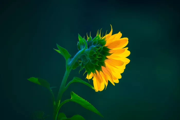 Ben.C.L: Splendore verso il Sole