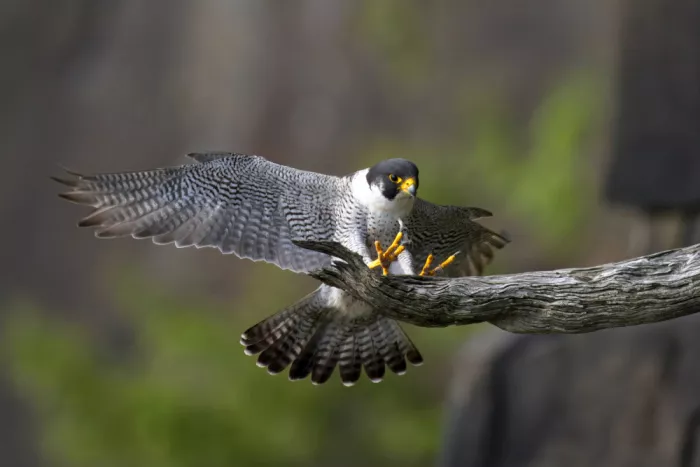 Lam, Gavin: Halcón peregrino