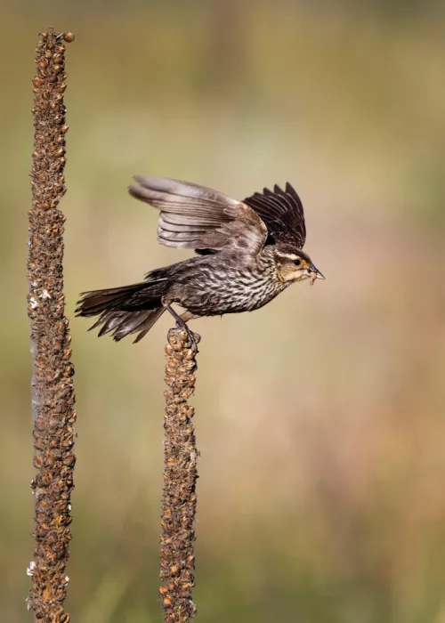 Verdon: BB in volo
