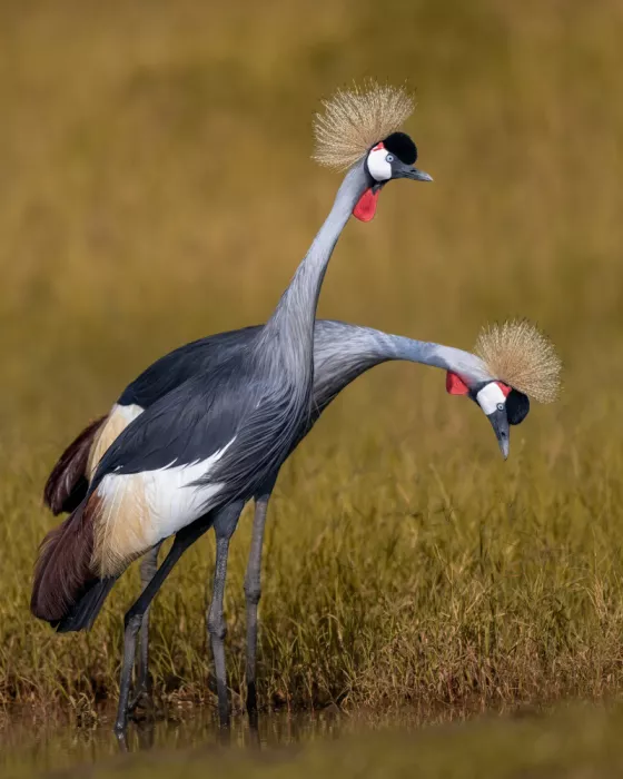 Elsheshtawy, Ahmed: Gru coronata