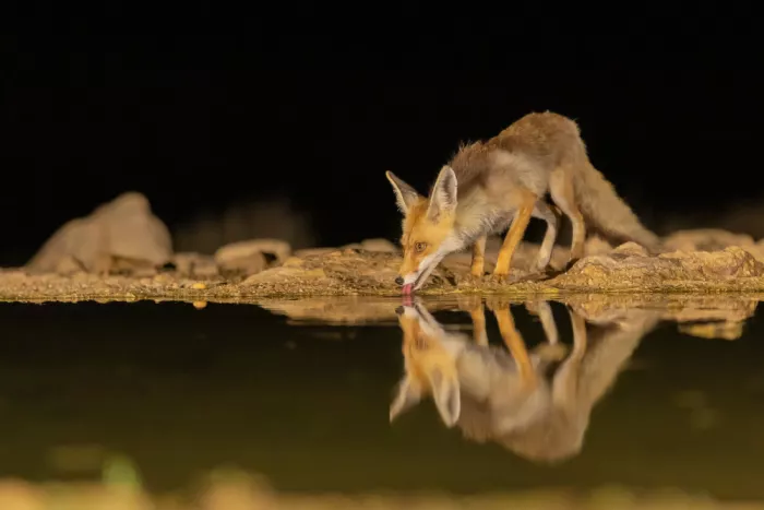 Mizrachy, Haim: Volpe che beve di notte