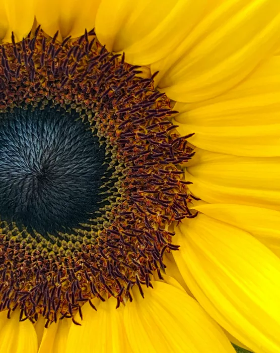 B, Sophie: Girasol