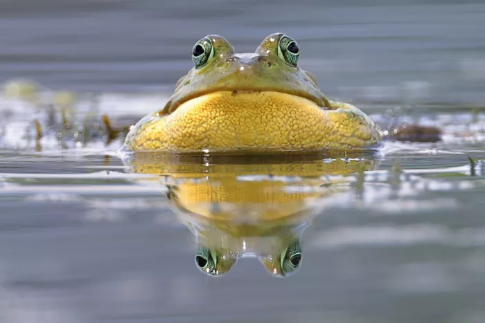 Matt: Bullenfrosch.