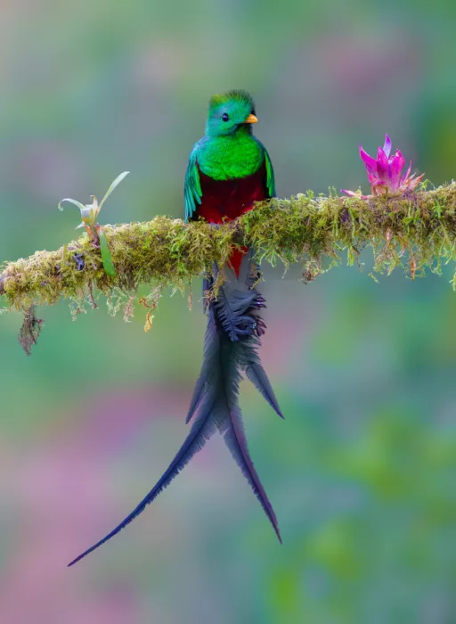 He, Mike: Prachtvoller Quetzal