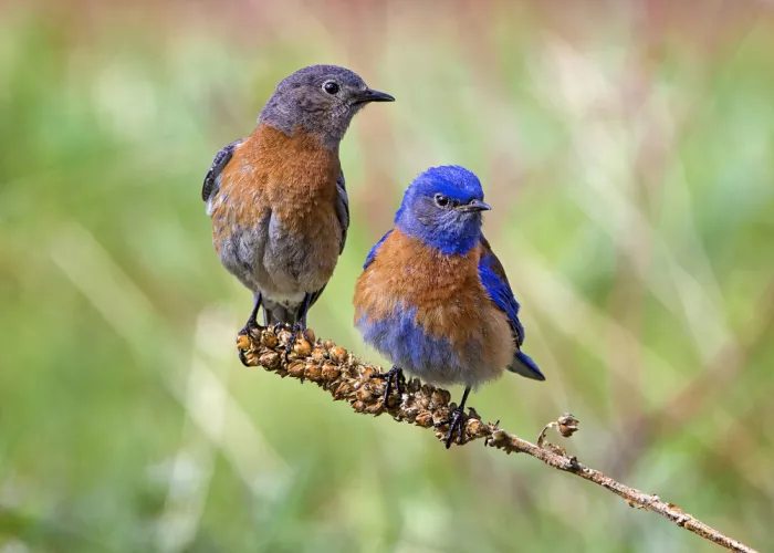 Verdon: Coppia felice
