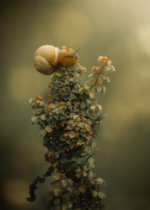Zvinakeviciute, Kristina: Schnecke
