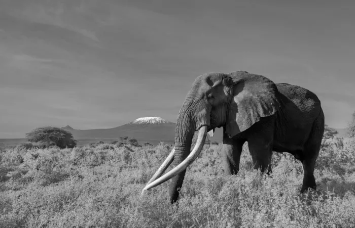 LI, MIN: Super Tusker a Kilimandžáro