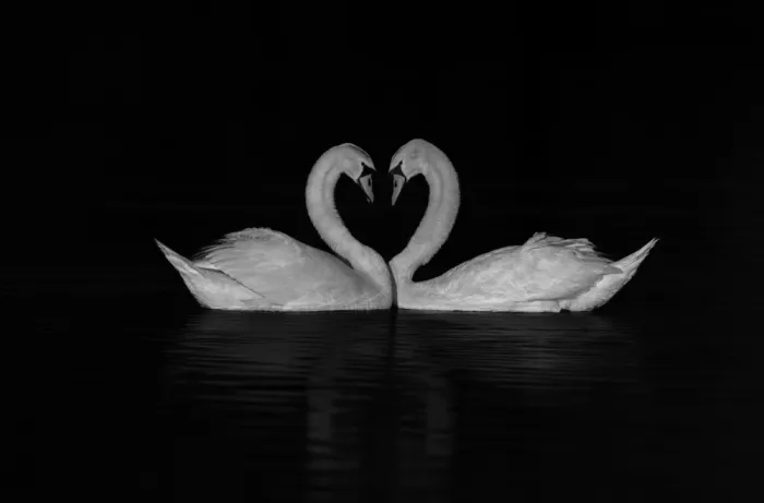 Huang, Johnson: Cigno bianco