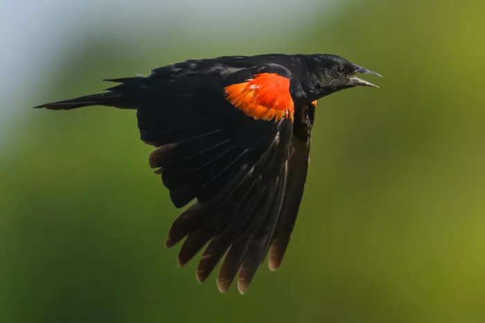 Wang, Moses: Rotflüglige Amsel