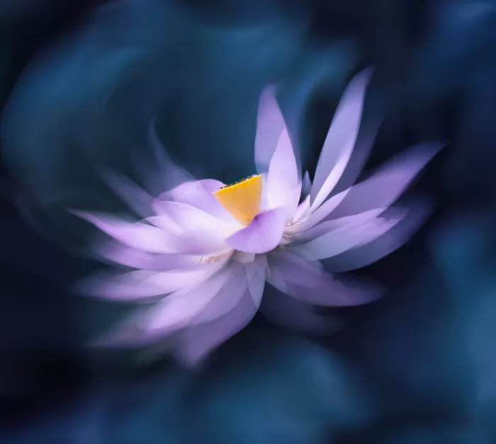 Wang, Catherine: Lotus-Drift