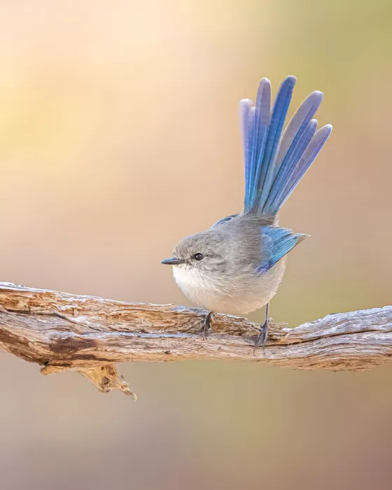 ahmadabdelhameed: Splendid fairy wren