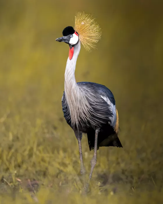 Elsheshtawy, Ahmed: Gru Coronata