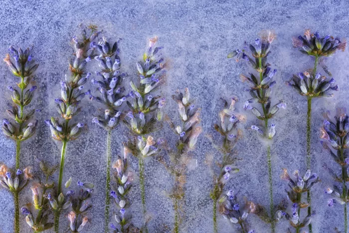 Losada, Secundino: Lavanda congelata