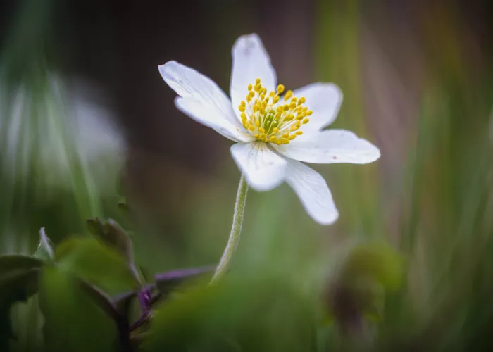 Barboni, Sergio: Anemone nemorosa