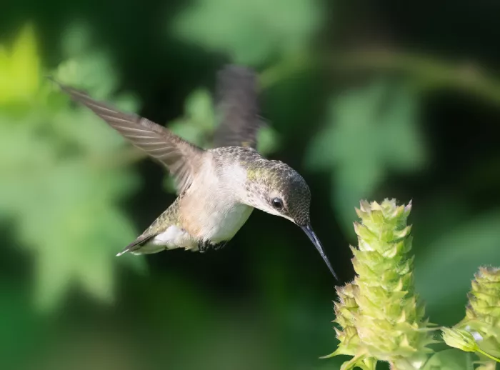 Zhang, Robert: Susurros del vuelo