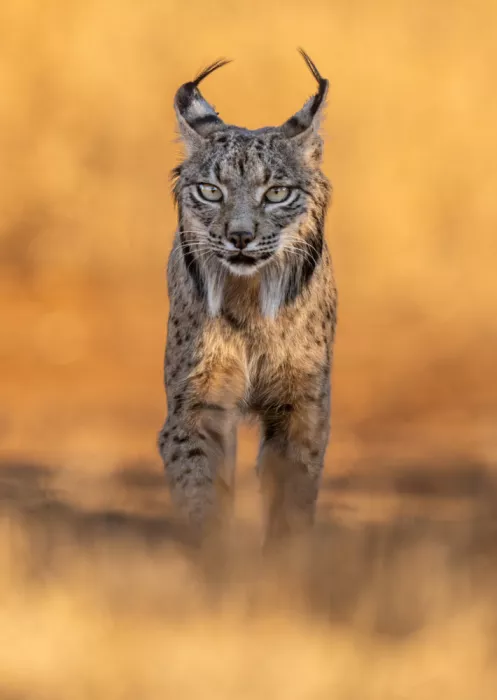 Curto, Jose: Morgenluft Luchs