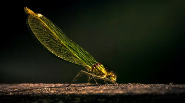 Horst, ter Gert: Libellula splendente femmina (Calopteryx splendens)
