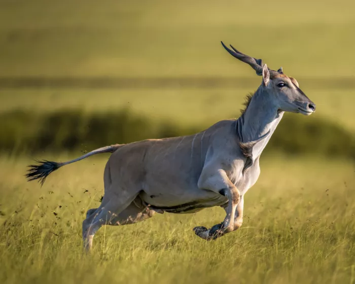 Elsheshtawy, Ahmed: Elands
