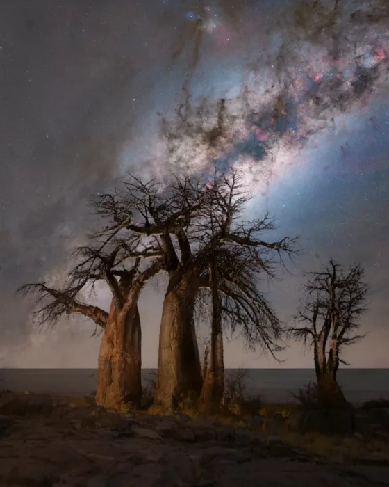 Chander, Vikas: Baobab di Kubu