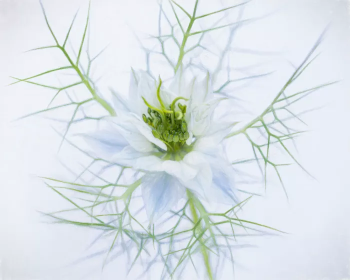 Krimpen, van Brigitte: Bleu Délicat