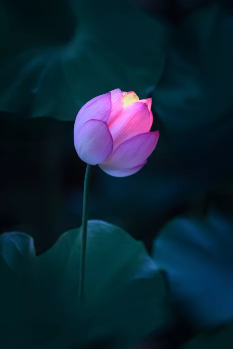 Wang, Catherine: Lotus Lantern