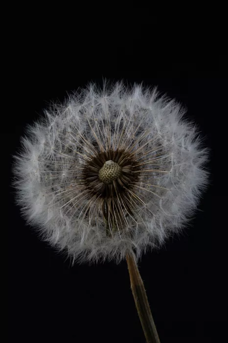 BALANTIC, PETER: Dandelion