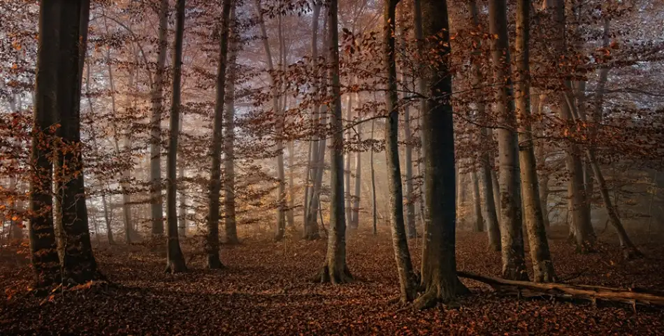 Maier, Norbert: Automne