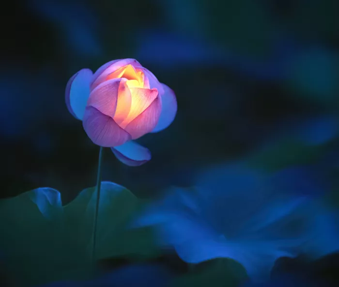 Wang, Catherine: Lotus-Laterne