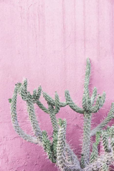 Pienaar, Kathrin: Kaktus auf Rosa