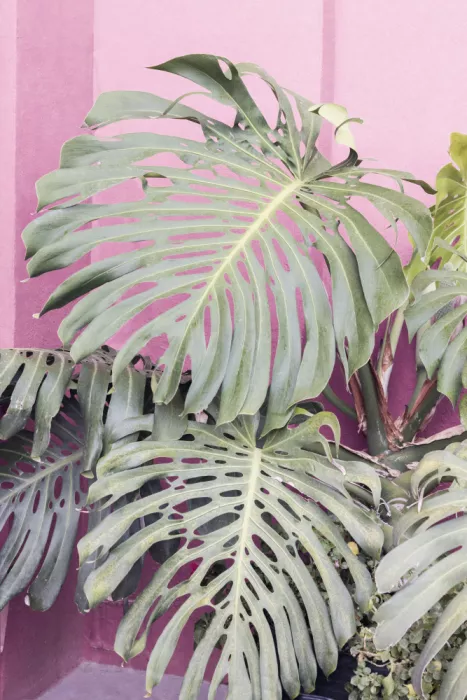 Pienaar, Kathrin: Monstera-Blatt La Muralla